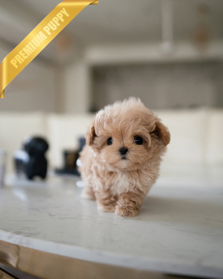 AUSTIN - MALE - ROLLY TEACUP PUPPIES - TEACUP PUPPY FOR SALE