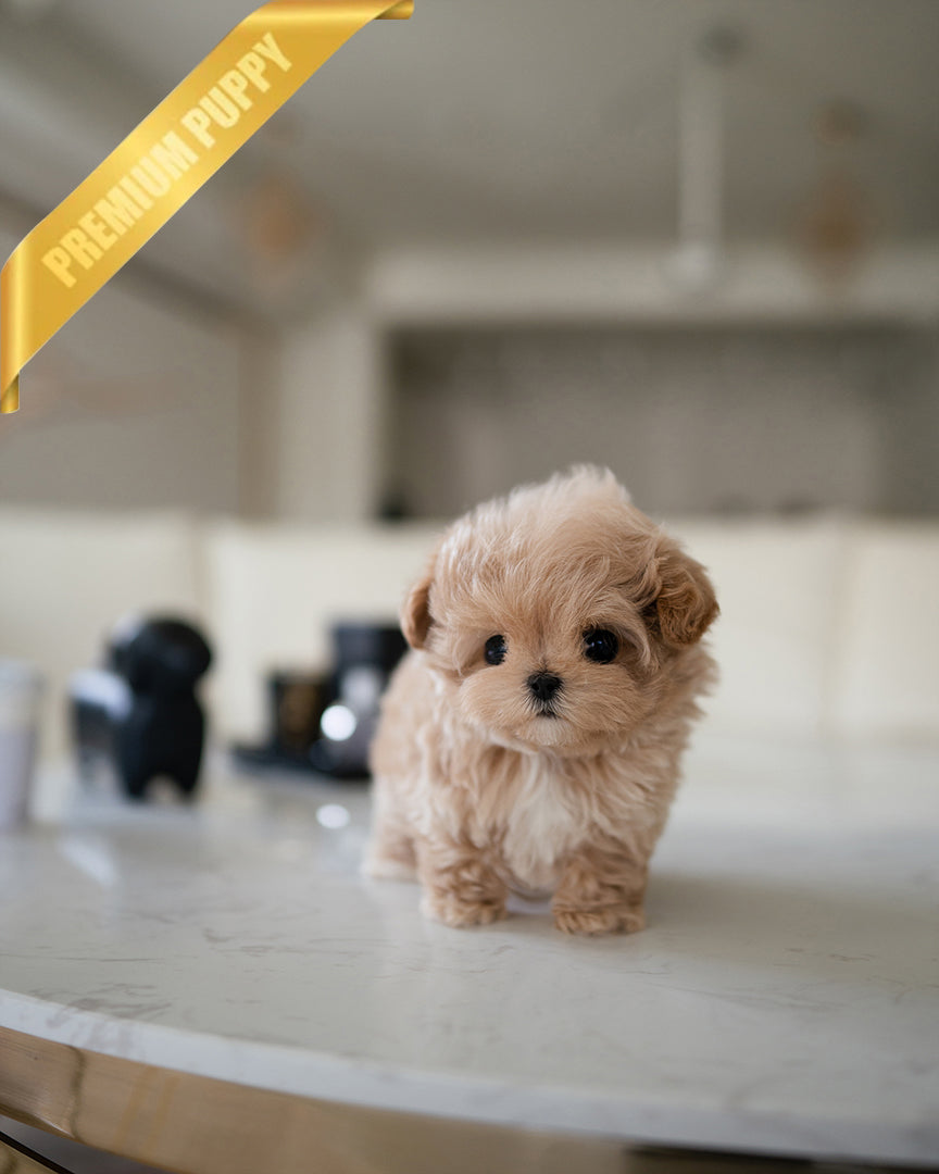 AUSTIN - MALE - ROLLY TEACUP PUPPIES - TEACUP PUPPY FOR SALE