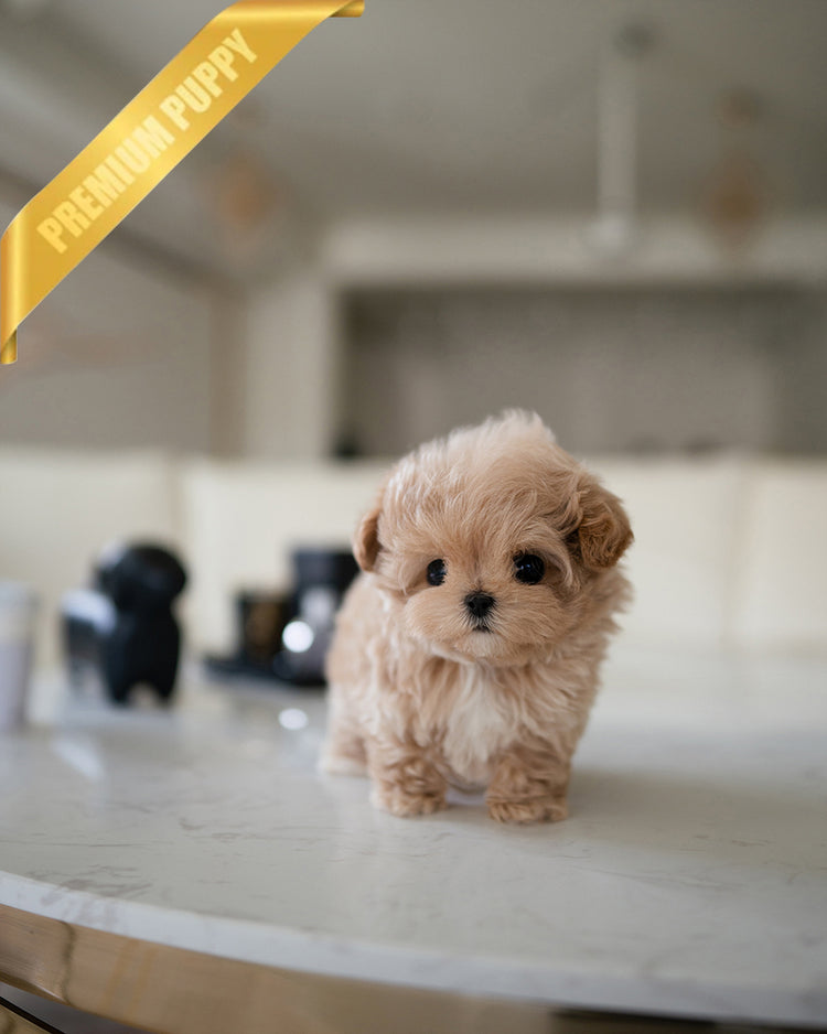 AUSTIN - MALE - ROLLY TEACUP PUPPIES - TEACUP PUPPY FOR SALE