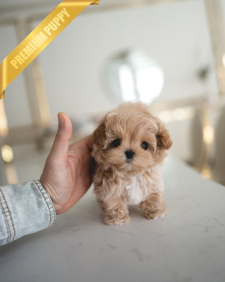 AUSTIN - MALE - ROLLY TEACUP PUPPIES - TEACUP PUPPY FOR SALE