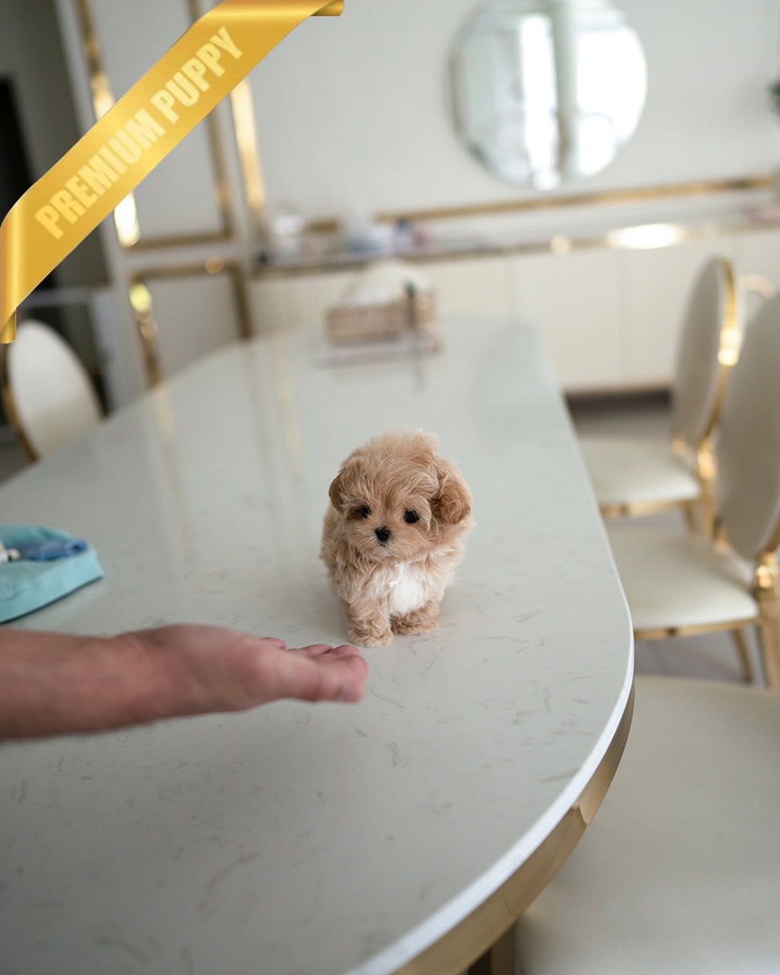 AUSTIN - MALE - ROLLY TEACUP PUPPIES - TEACUP PUPPY FOR SALE
