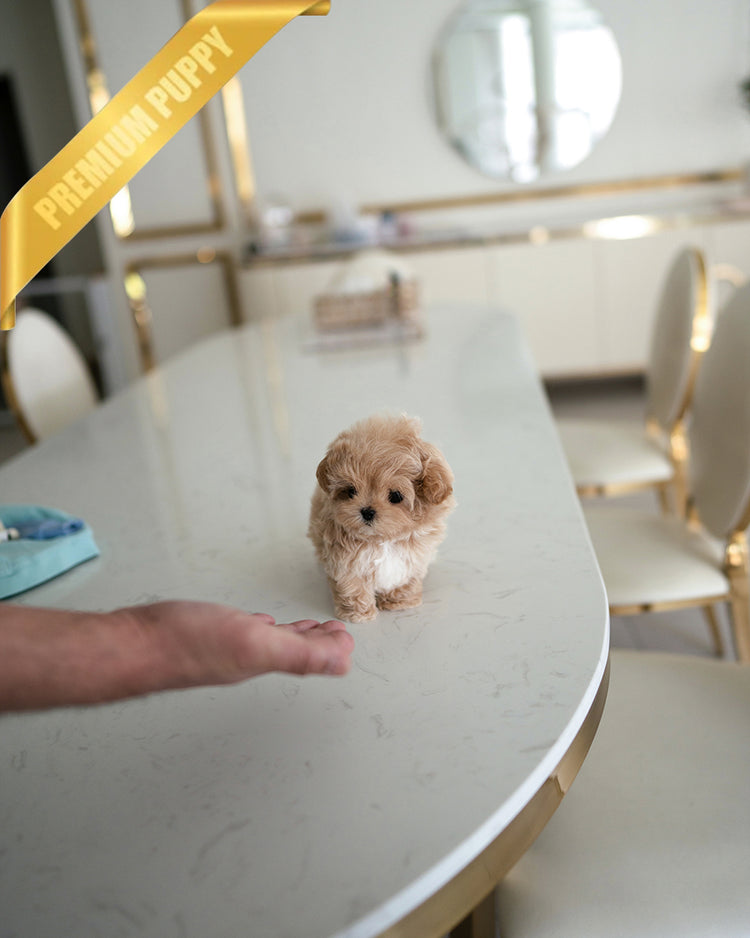 AUSTIN - MALE - ROLLY TEACUP PUPPIES - TEACUP PUPPY FOR SALE