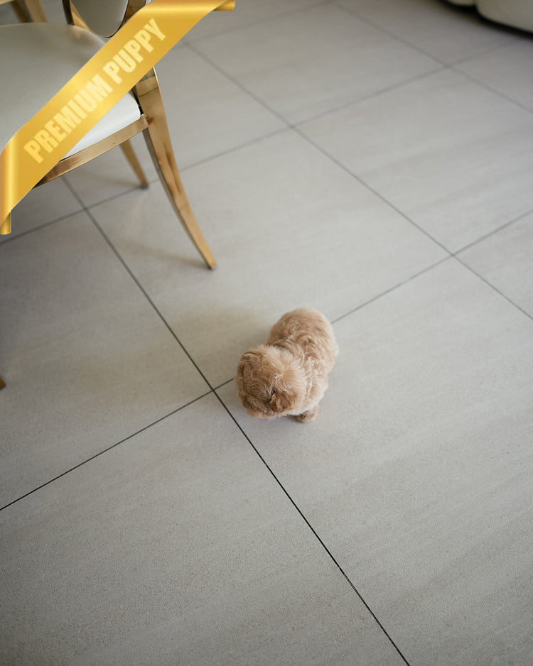 AUSTIN - MALE - ROLLY TEACUP PUPPIES - TEACUP PUPPY FOR SALE