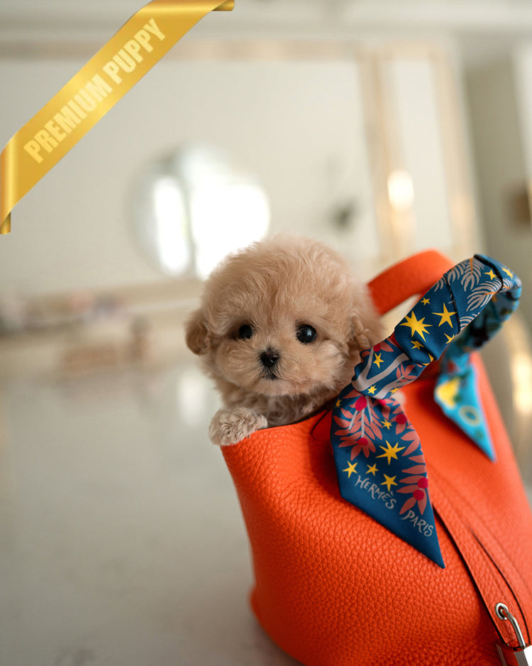GIGI - FEMALE - ROLLY TEACUP PUPPIES - TEACUP PUPPY FOR SALE