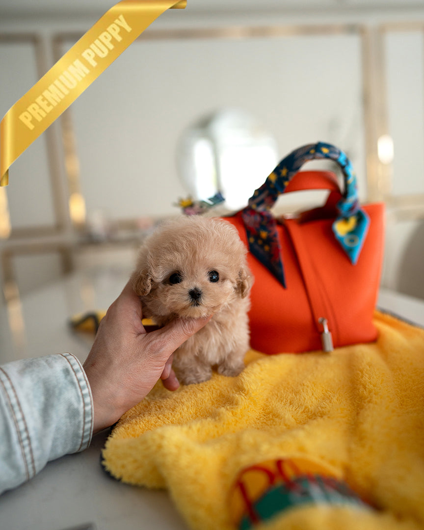 GIGI - FEMALE - ROLLY TEACUP PUPPIES - TEACUP PUPPY FOR SALE