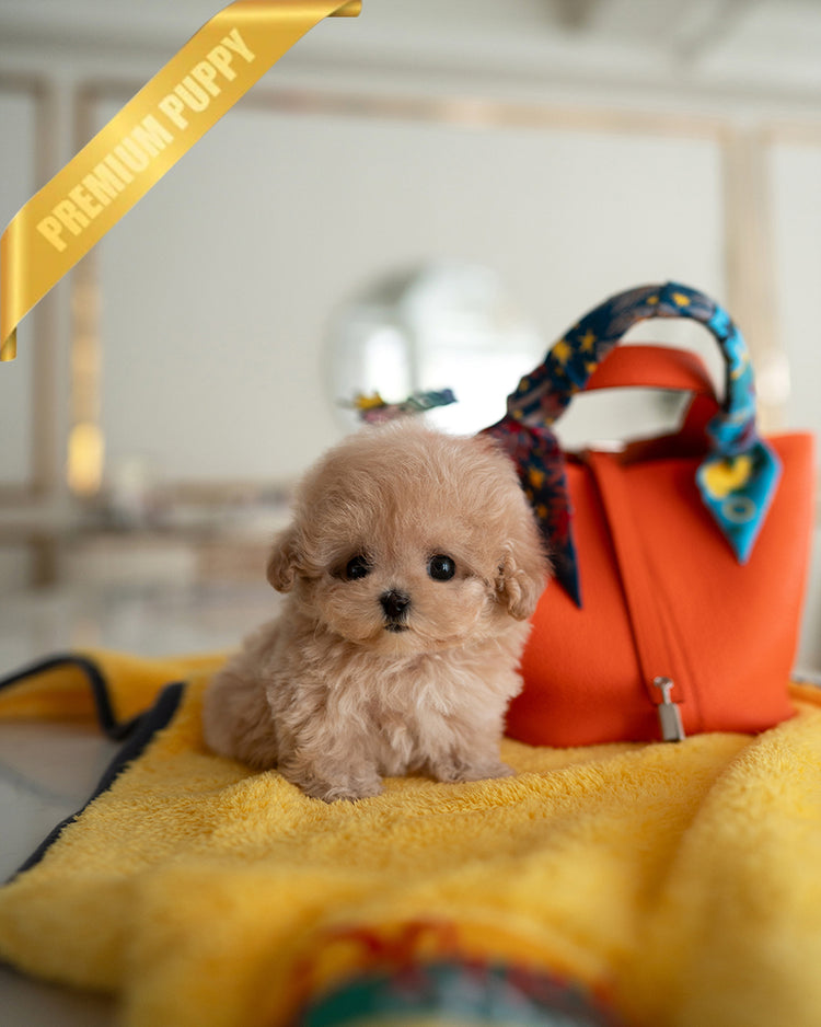 GIGI - FEMALE - ROLLY TEACUP PUPPIES - TEACUP PUPPY FOR SALE
