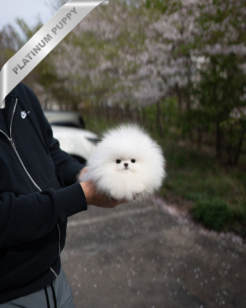 DIANA - FEMALE - ROLLY TEACUP PUPPIES - TEACUP PUPPY FOR SALE