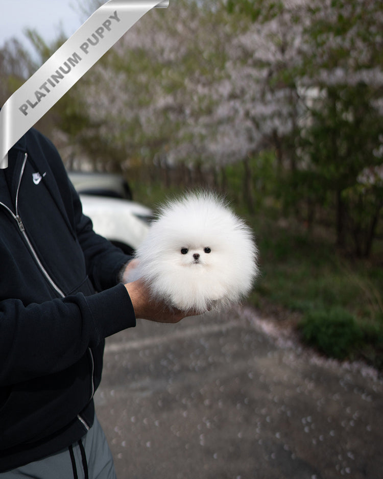 DIANA - FEMALE - ROLLY TEACUP PUPPIES - TEACUP PUPPY FOR SALE