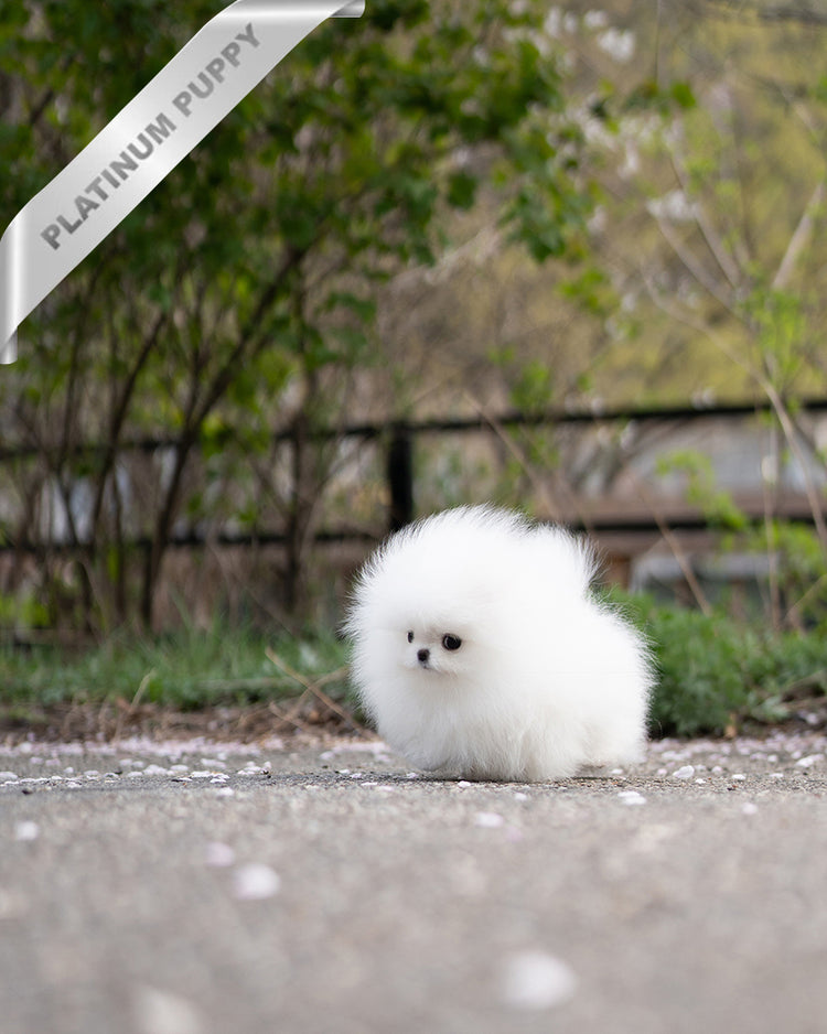 DIANA - FEMALE - ROLLY TEACUP PUPPIES - TEACUP PUPPY FOR SALE