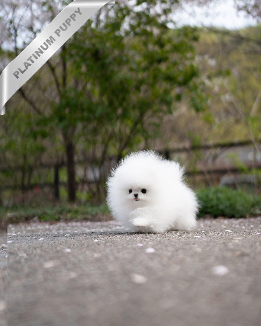 DIANA - FEMALE - ROLLY TEACUP PUPPIES - TEACUP PUPPY FOR SALE