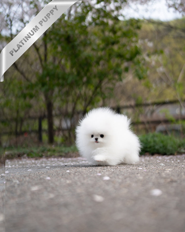 DIANA - FEMALE - ROLLY TEACUP PUPPIES - TEACUP PUPPY FOR SALE