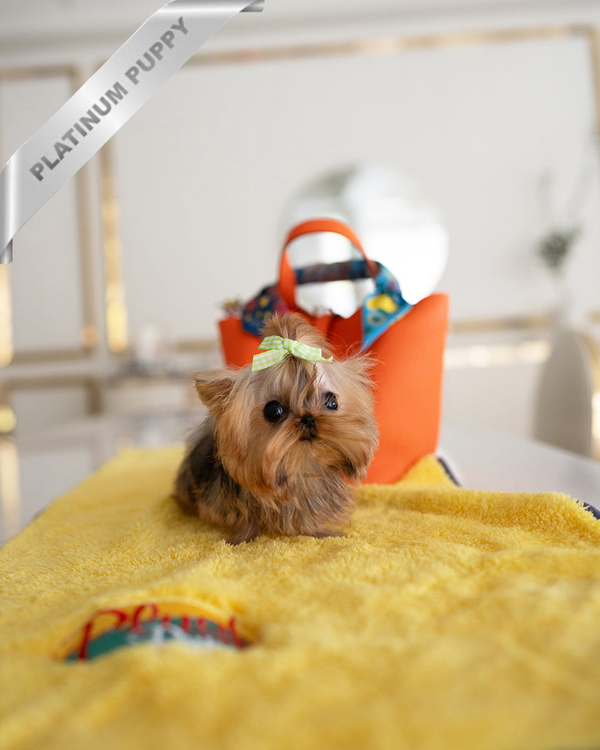 TOTO - MALE - ROLLY TEACUP PUPPIES - TEACUP PUPPY FOR SALE