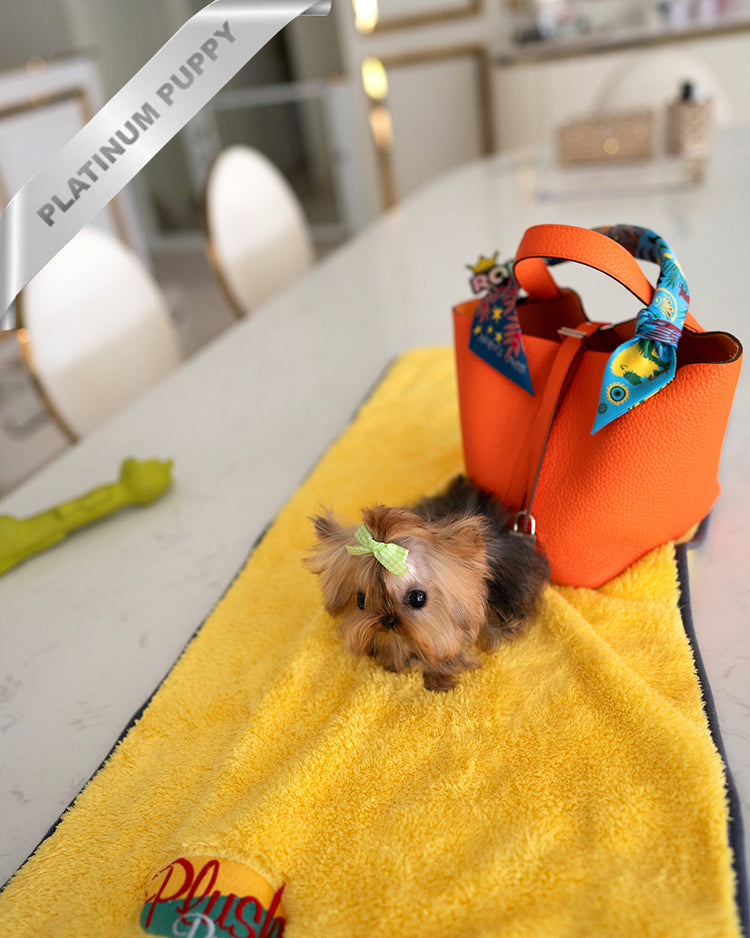 TOTO - MALE - ROLLY TEACUP PUPPIES - TEACUP PUPPY FOR SALE