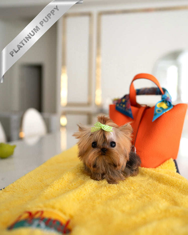 TOTO - MALE - ROLLY TEACUP PUPPIES - TEACUP PUPPY FOR SALE
