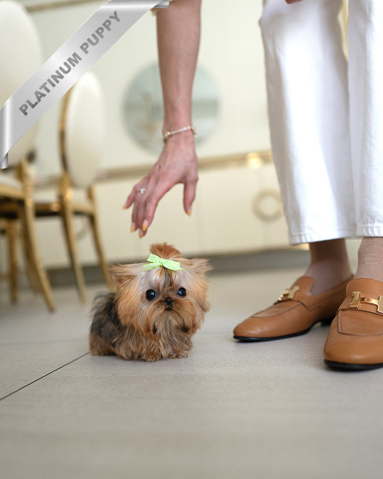 TOTO - MALE - ROLLY TEACUP PUPPIES - TEACUP PUPPY FOR SALE