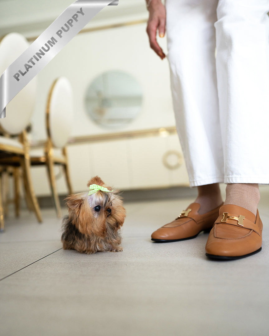 TOTO - MALE - ROLLY TEACUP PUPPIES - TEACUP PUPPY FOR SALE