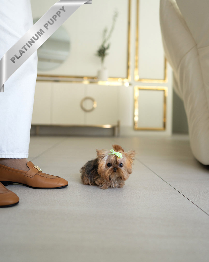 TOTO - MALE - ROLLY TEACUP PUPPIES - TEACUP PUPPY FOR SALE