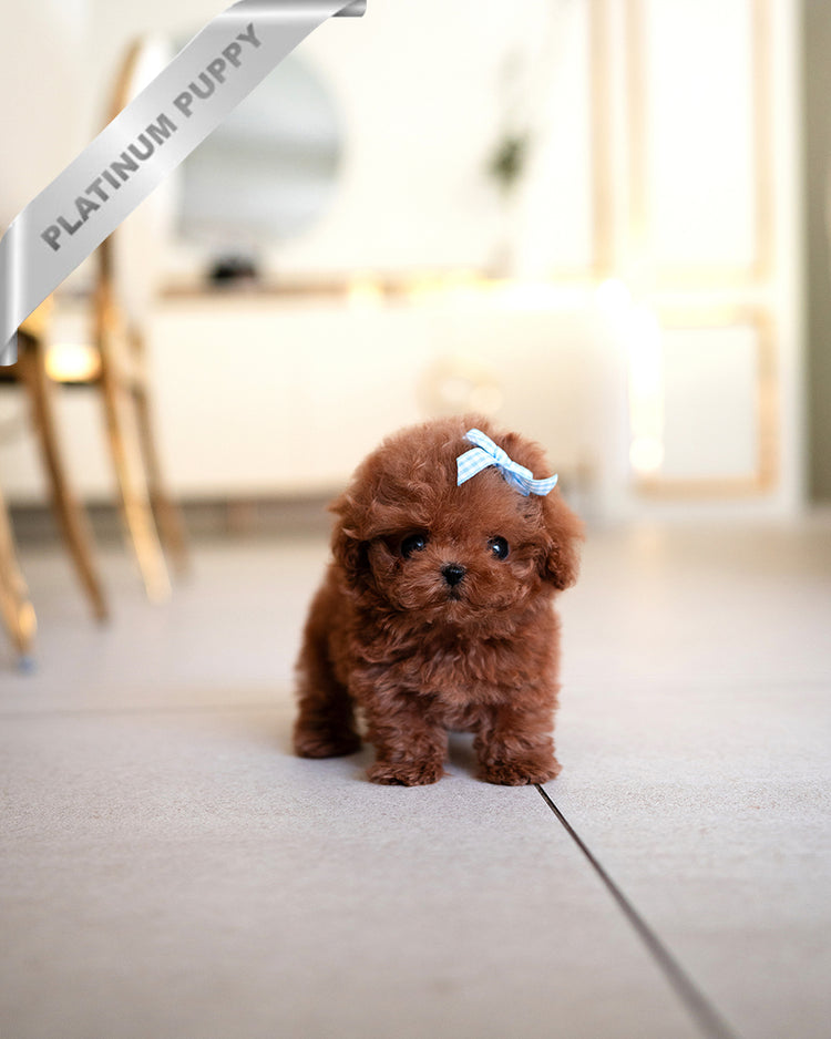 ARLO - MALE - ROLLY TEACUP PUPPIES - TEACUP PUPPY FOR SALE