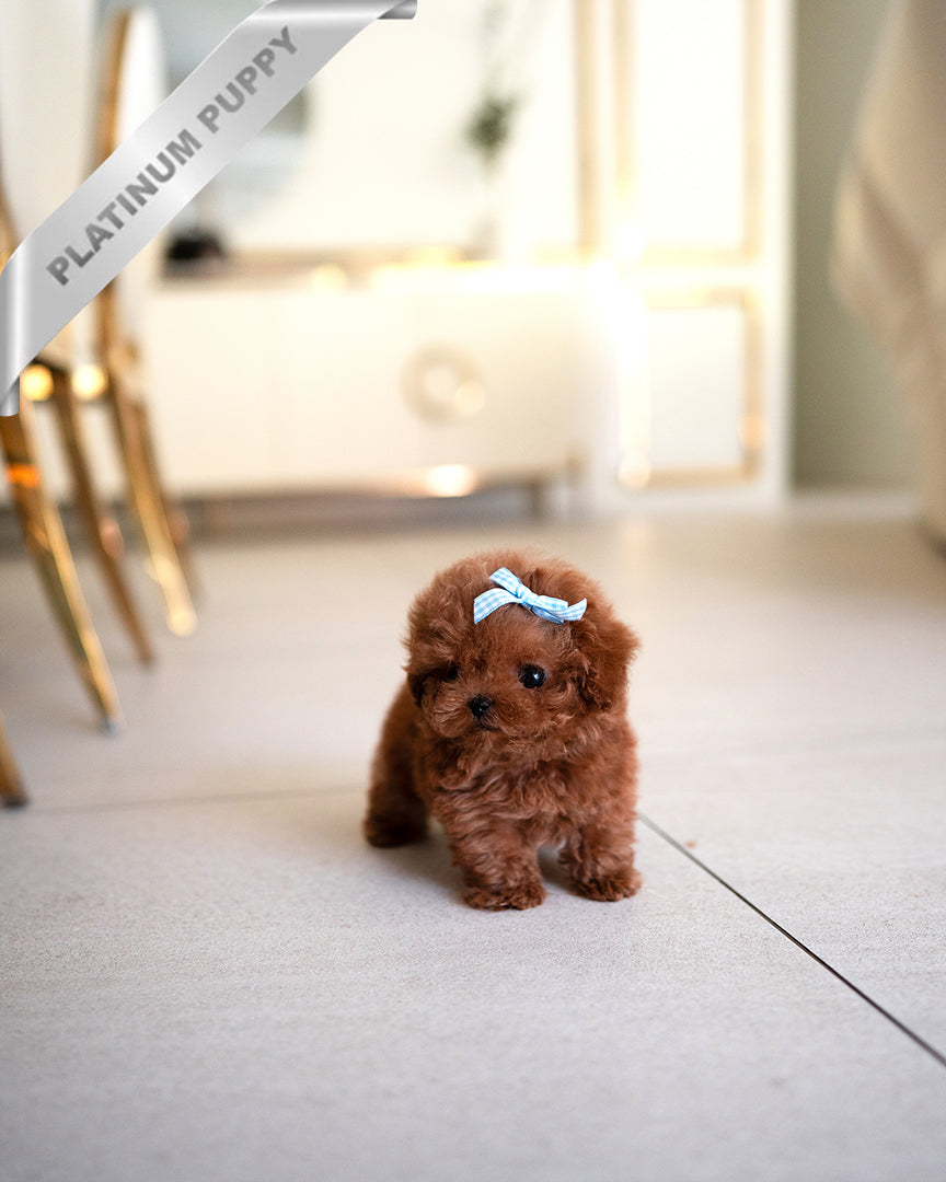 ARLO - MALE - ROLLY TEACUP PUPPIES - TEACUP PUPPY FOR SALE