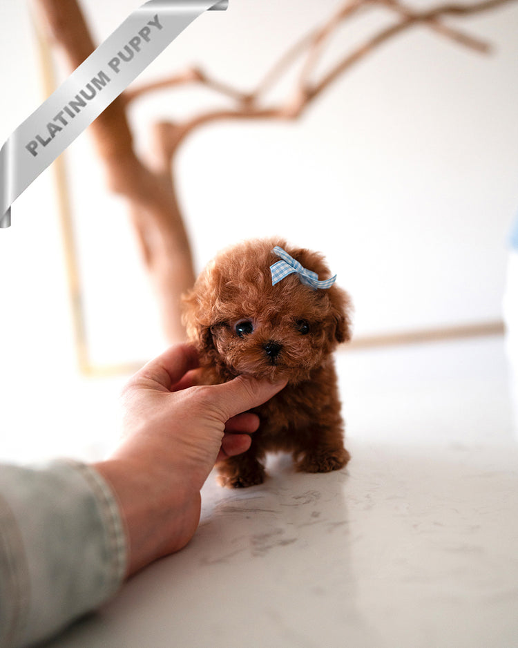 ARLO - MALE - ROLLY TEACUP PUPPIES - TEACUP PUPPY FOR SALE