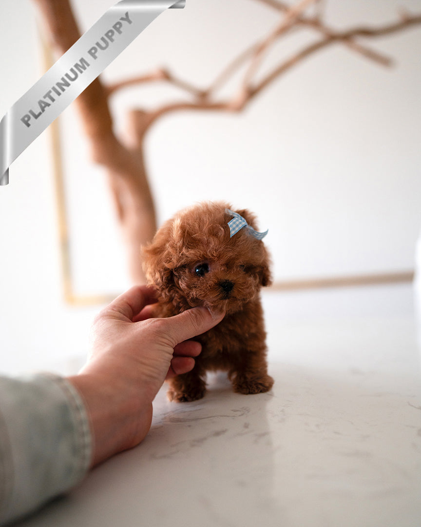 ARLO - MALE - ROLLY TEACUP PUPPIES - TEACUP PUPPY FOR SALE