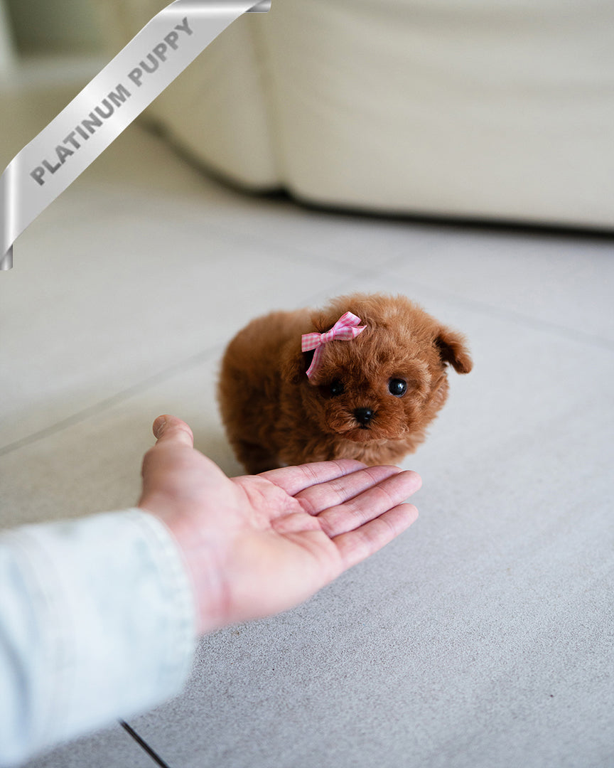 SIENNA - FEMALE - ROLLY TEACUP PUPPIES - TEACUP PUPPY FOR SALE
