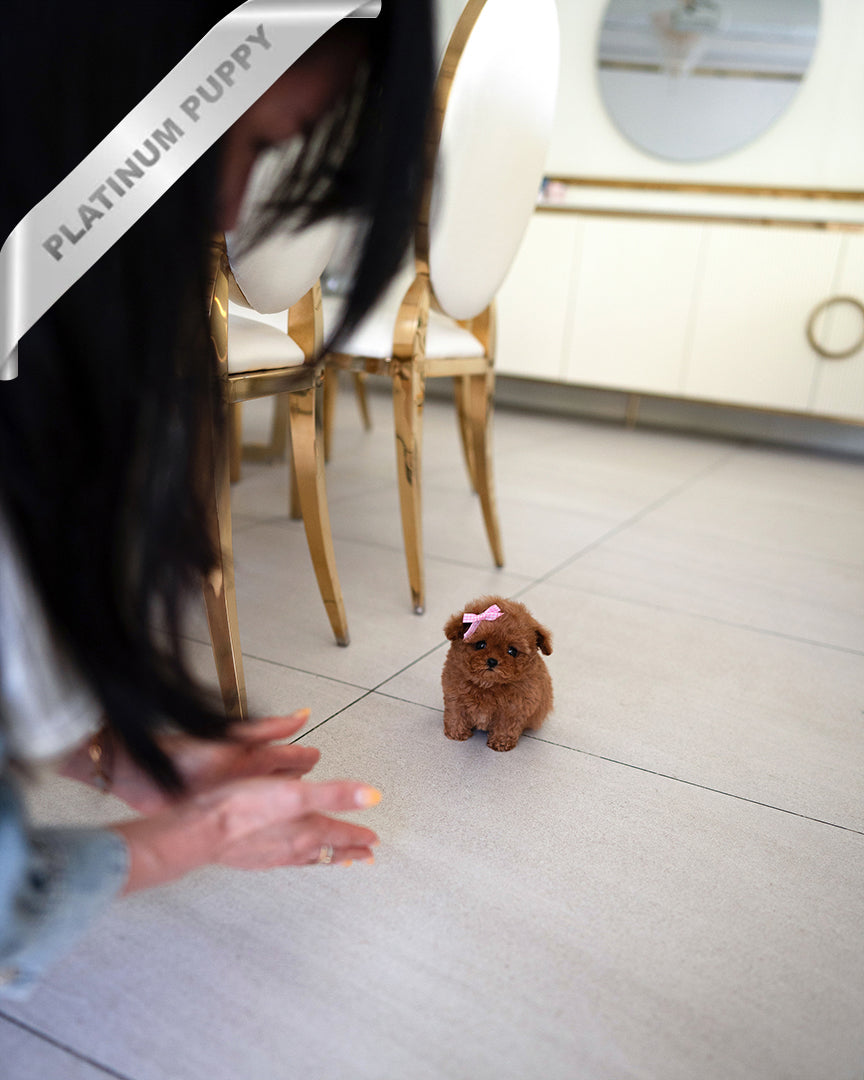 SIENNA - FEMALE - ROLLY TEACUP PUPPIES - TEACUP PUPPY FOR SALE