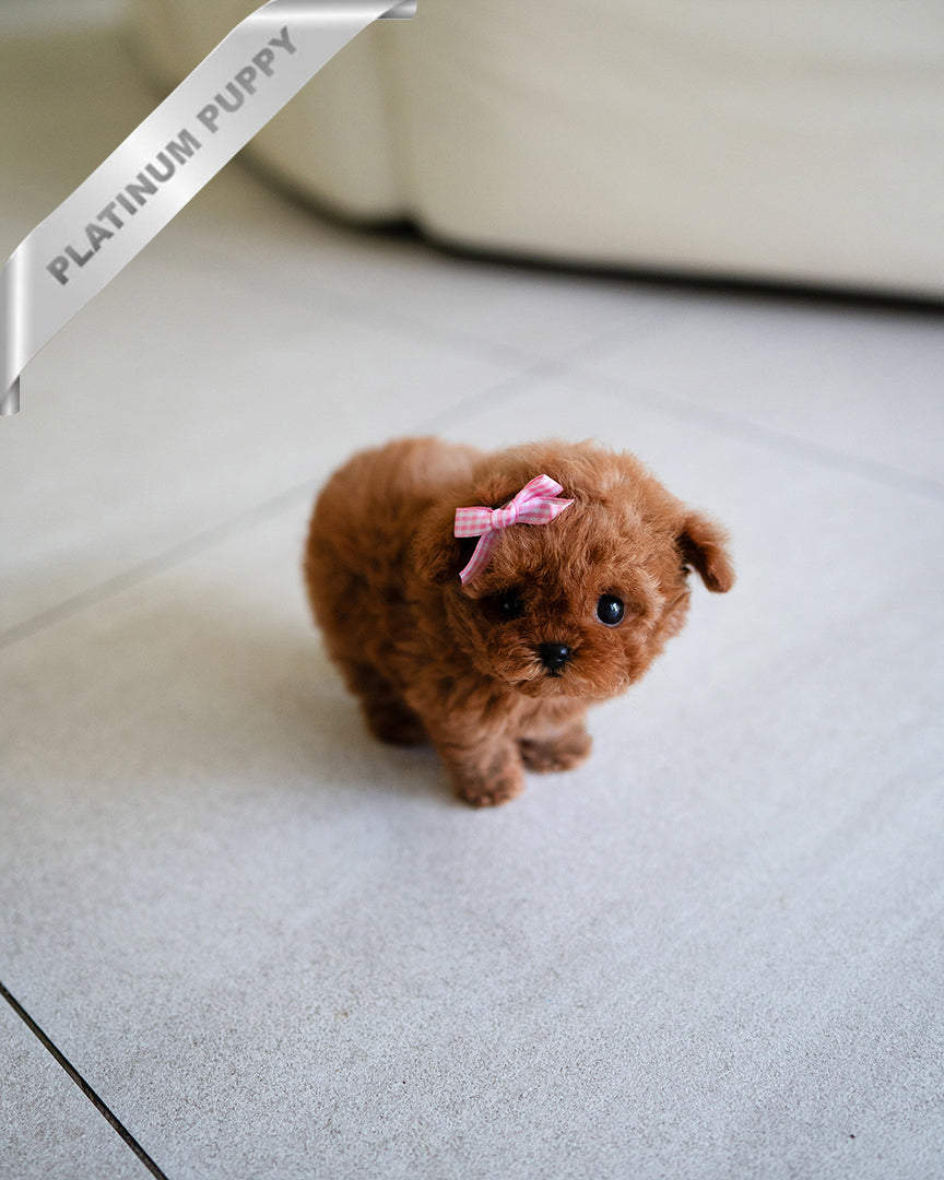 SIENNA - FEMALE - ROLLY TEACUP PUPPIES - TEACUP PUPPY FOR SALE
