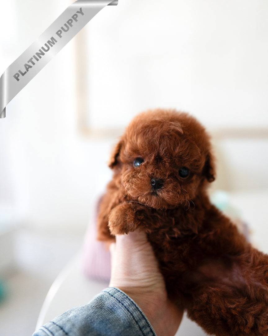 VELVET - FEMALE - ROLLY TEACUP PUPPIES - TEACUP PUPPY FOR SALE
