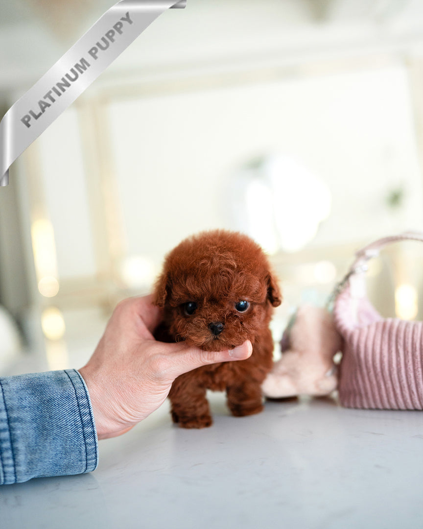 VELVET - FEMALE - ROLLY TEACUP PUPPIES - TEACUP PUPPY FOR SALE