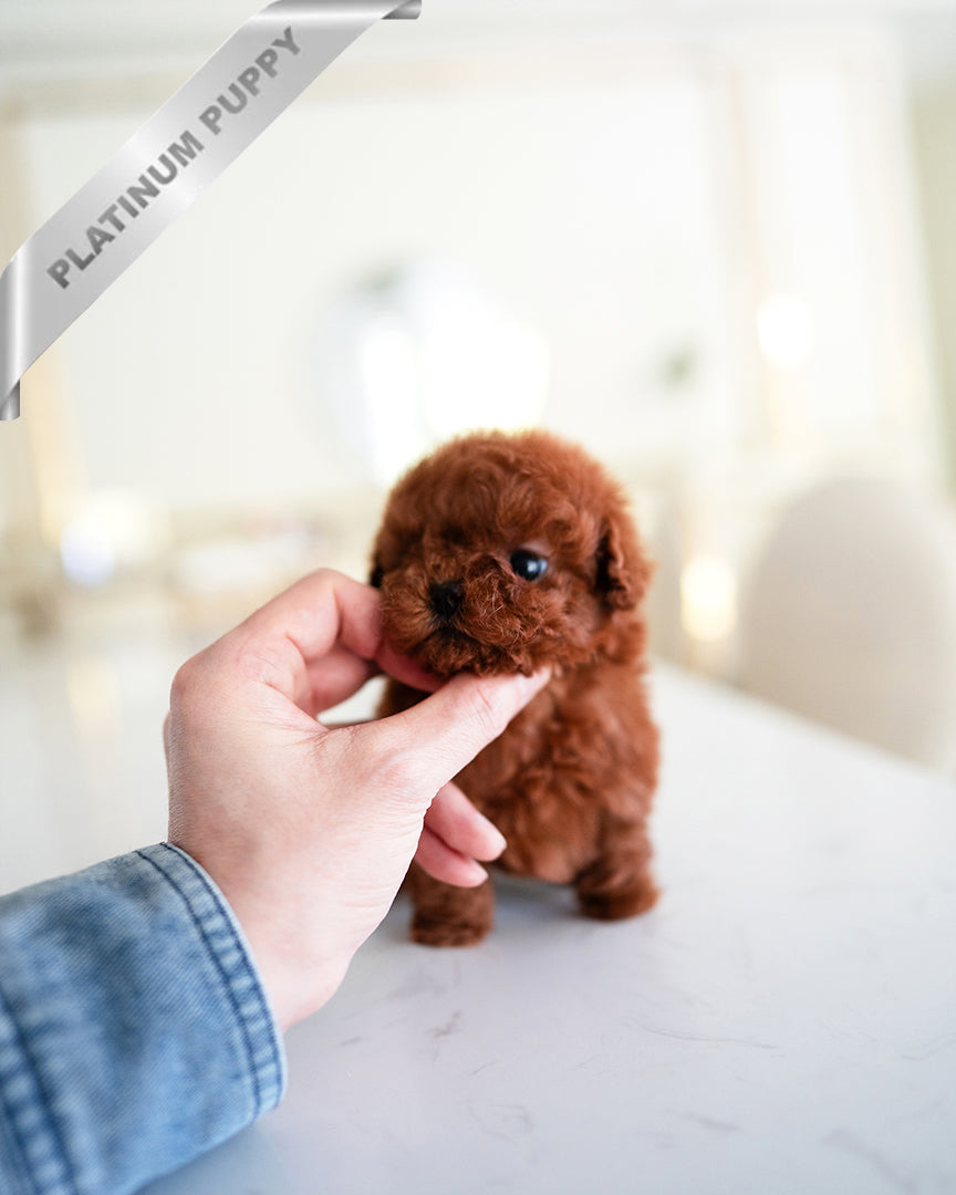 VELVET - FEMALE - ROLLY TEACUP PUPPIES - TEACUP PUPPY FOR SALE