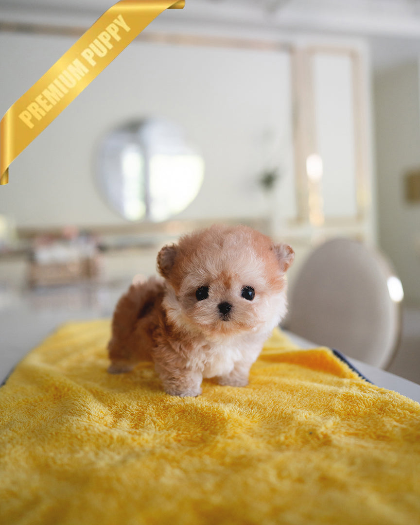 BAGEL - MALE - ROLLY TEACUP PUPPIES - TEACUP PUPPY FOR SALE