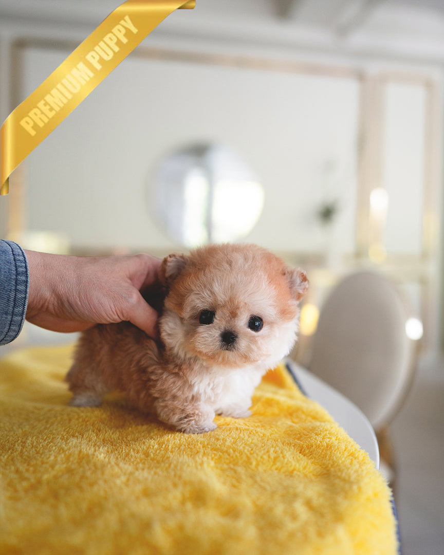 BAGEL - MALE - ROLLY TEACUP PUPPIES - TEACUP PUPPY FOR SALE