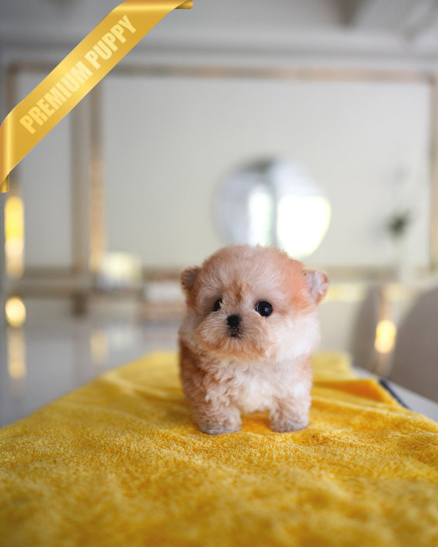 BAGEL - MALE - ROLLY TEACUP PUPPIES - TEACUP PUPPY FOR SALE