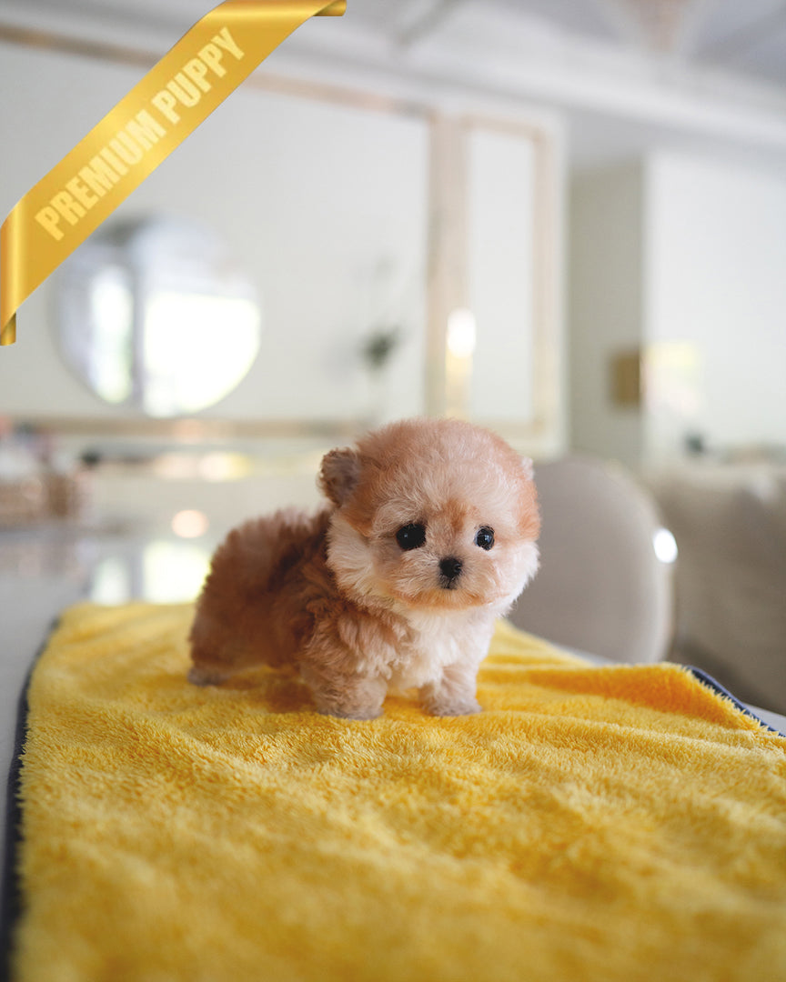 BAGEL - MALE - ROLLY TEACUP PUPPIES - TEACUP PUPPY FOR SALE