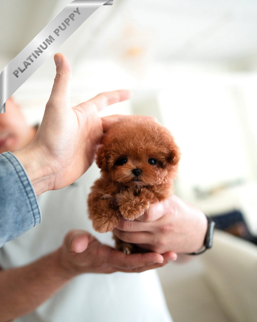 AGATHA - FEMALE - ROLLY TEACUP PUPPIES - TEACUP PUPPY FOR SALE
