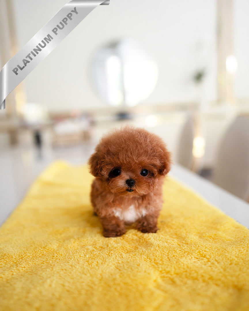 AGATHA - FEMALE - ROLLY TEACUP PUPPIES - TEACUP PUPPY FOR SALE