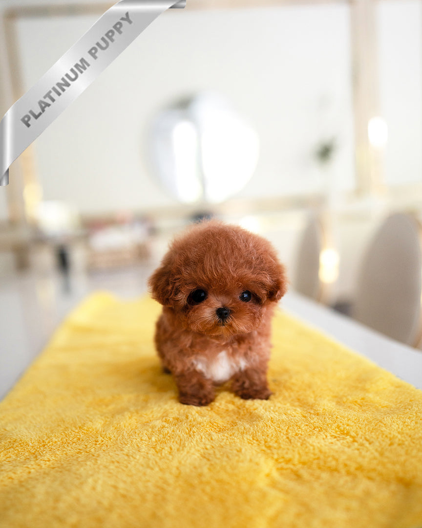 AGATHA - FEMALE - ROLLY TEACUP PUPPIES - TEACUP PUPPY FOR SALE