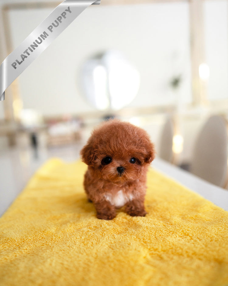 AGATHA - FEMALE - ROLLY TEACUP PUPPIES - TEACUP PUPPY FOR SALE
