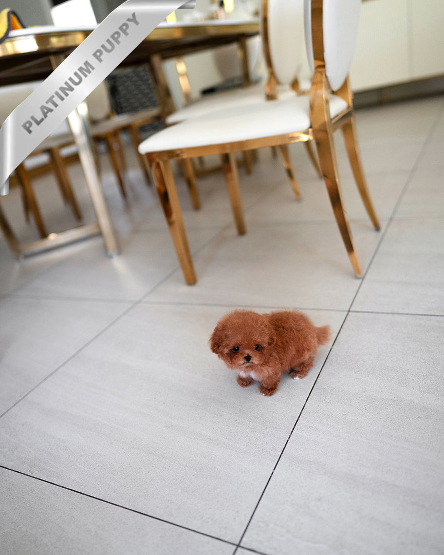 AGATHA - FEMALE - ROLLY TEACUP PUPPIES - TEACUP PUPPY FOR SALE