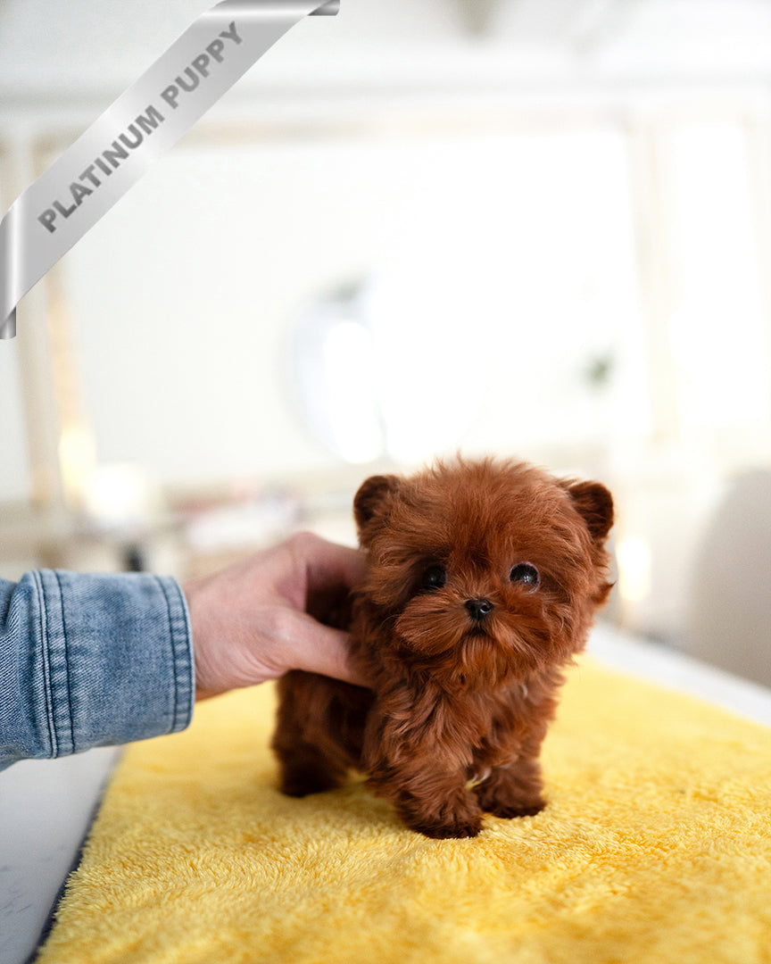 JESSICA - FEMALE - ROLLY TEACUP PUPPIES - TEACUP PUPPY FOR SALE
