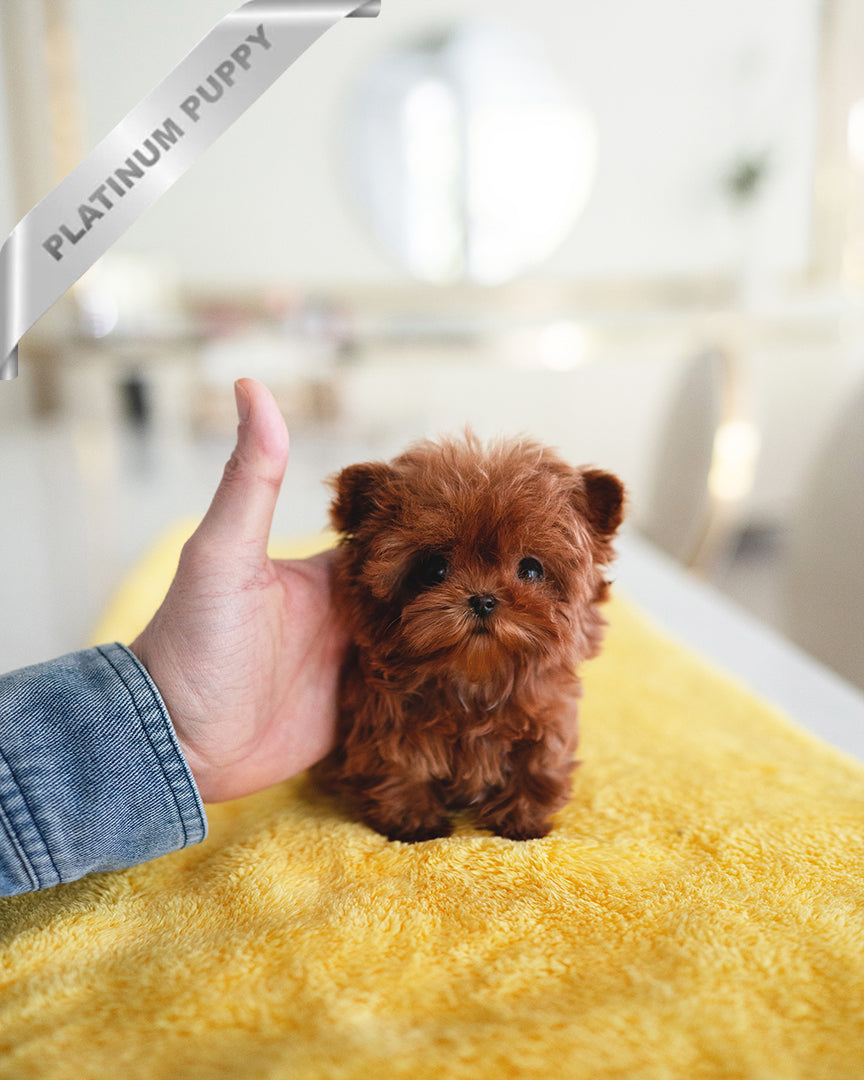JESSICA - FEMALE - ROLLY TEACUP PUPPIES - TEACUP PUPPY FOR SALE