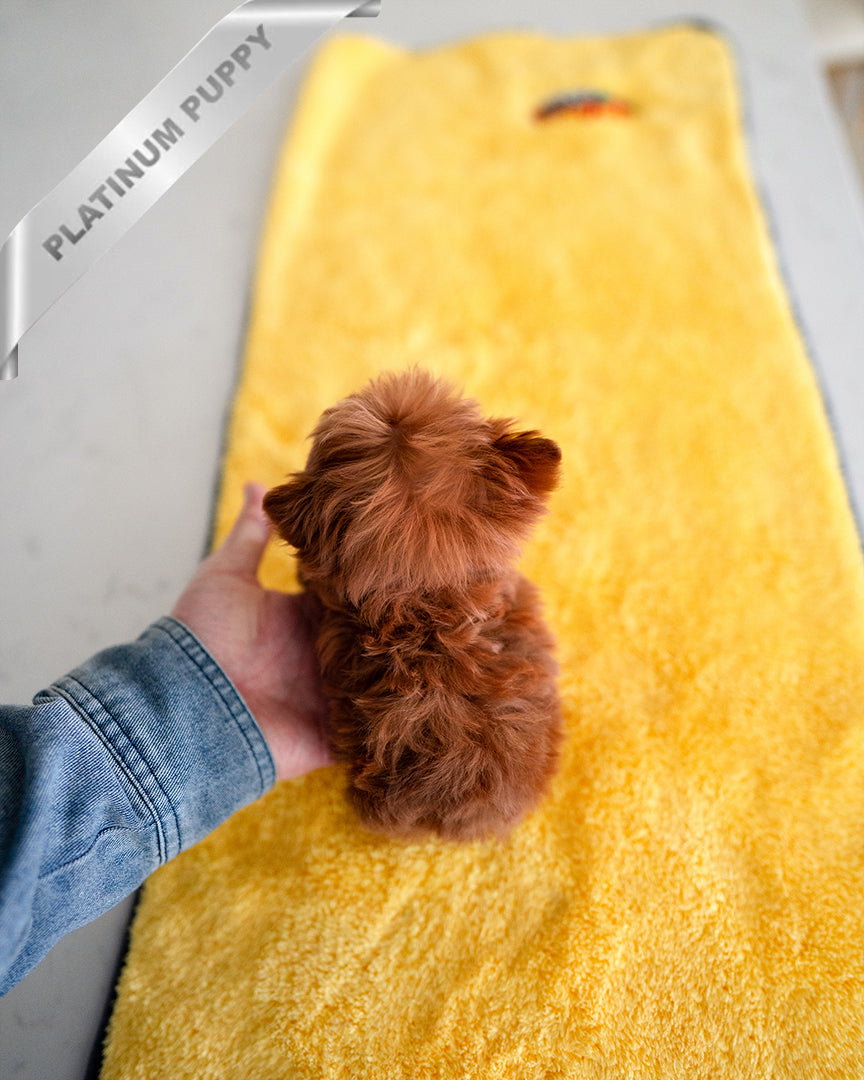 JESSICA - FEMALE - ROLLY TEACUP PUPPIES - TEACUP PUPPY FOR SALE