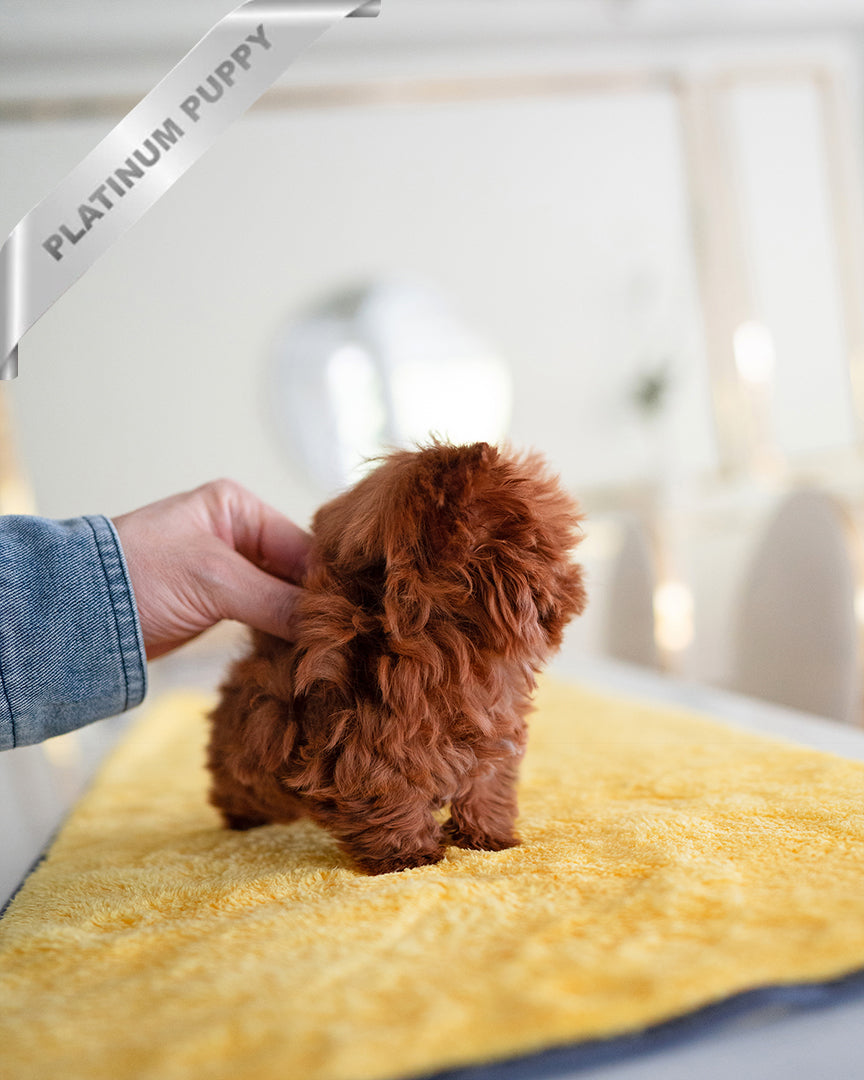 JESSICA - FEMALE - ROLLY TEACUP PUPPIES - TEACUP PUPPY FOR SALE