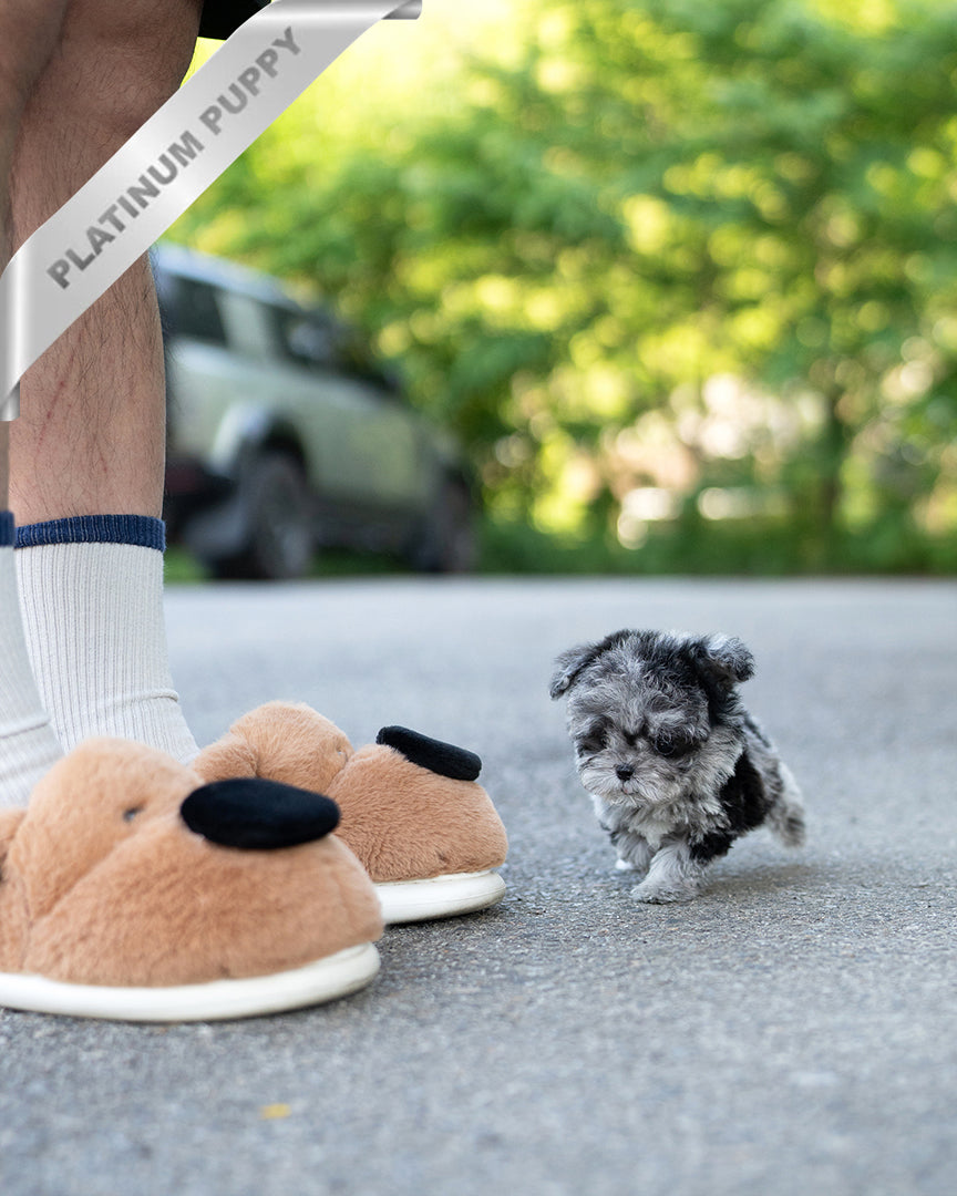 GIZMO - MALE - ROLLY TEACUP PUPPIES - TEACUP PUPPY FOR SALE