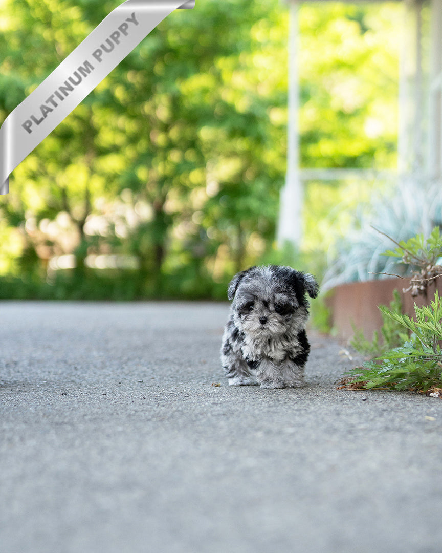 GIZMO - MALE - ROLLY TEACUP PUPPIES - TEACUP PUPPY FOR SALE