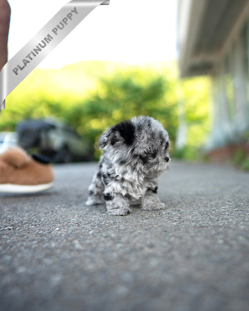 GIZMO - MALE - ROLLY TEACUP PUPPIES - TEACUP PUPPY FOR SALE