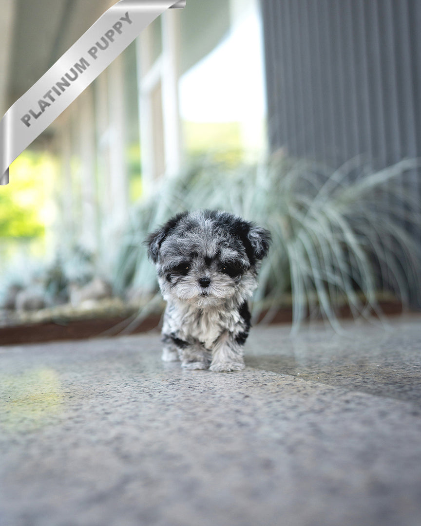 GIZMO - MALE - ROLLY TEACUP PUPPIES - TEACUP PUPPY FOR SALE