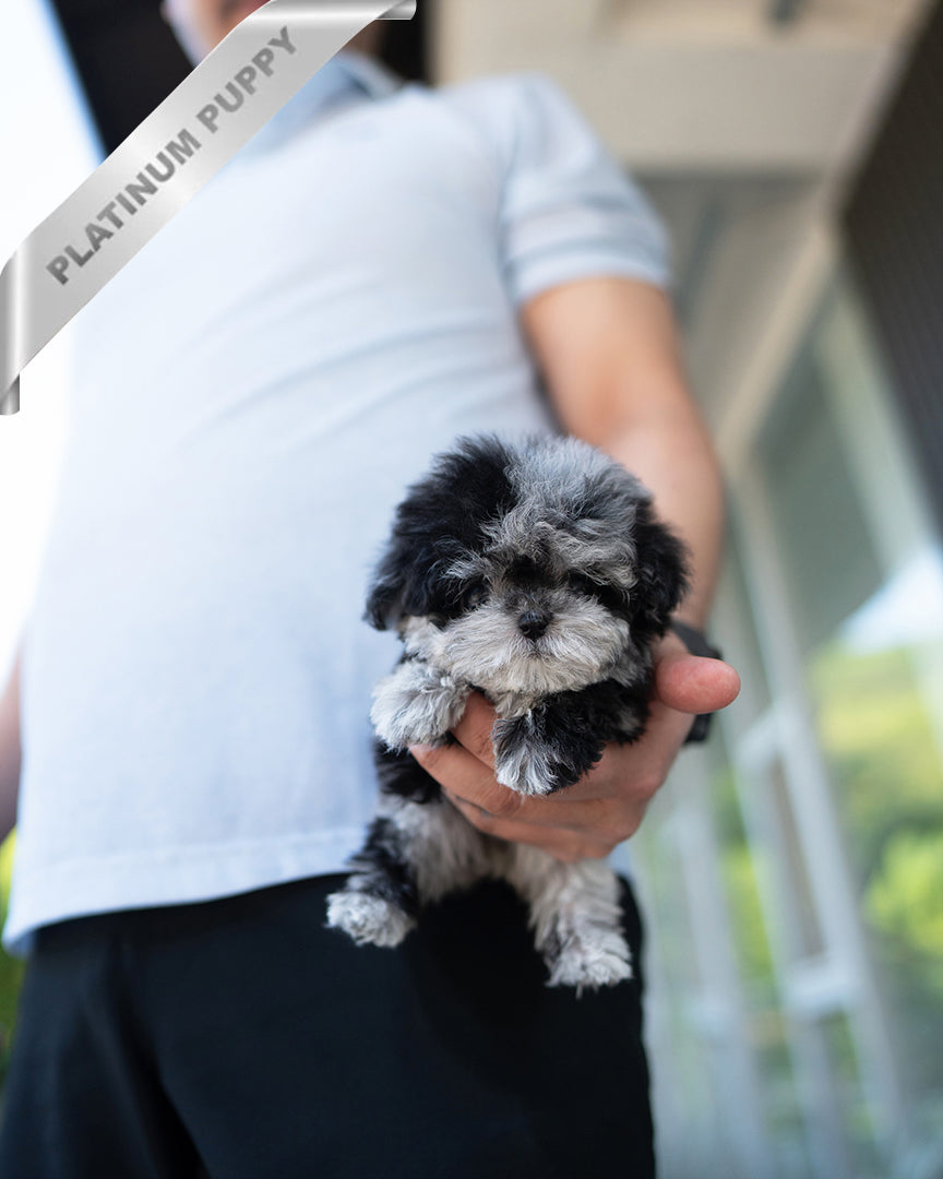 COCO - FEMALE - ROLLY TEACUP PUPPIES - TEACUP PUPPY FOR SALE