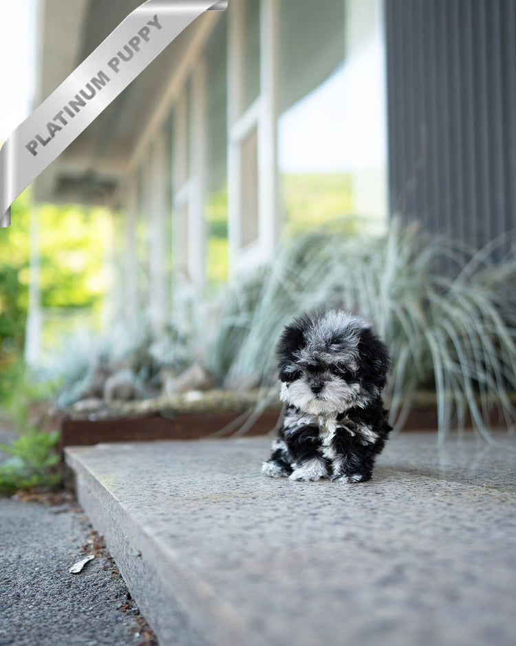 COCO - FEMALE - ROLLY TEACUP PUPPIES - TEACUP PUPPY FOR SALE